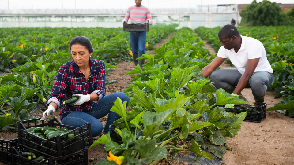 Farm Jobs in USA with Visa Sponsorship